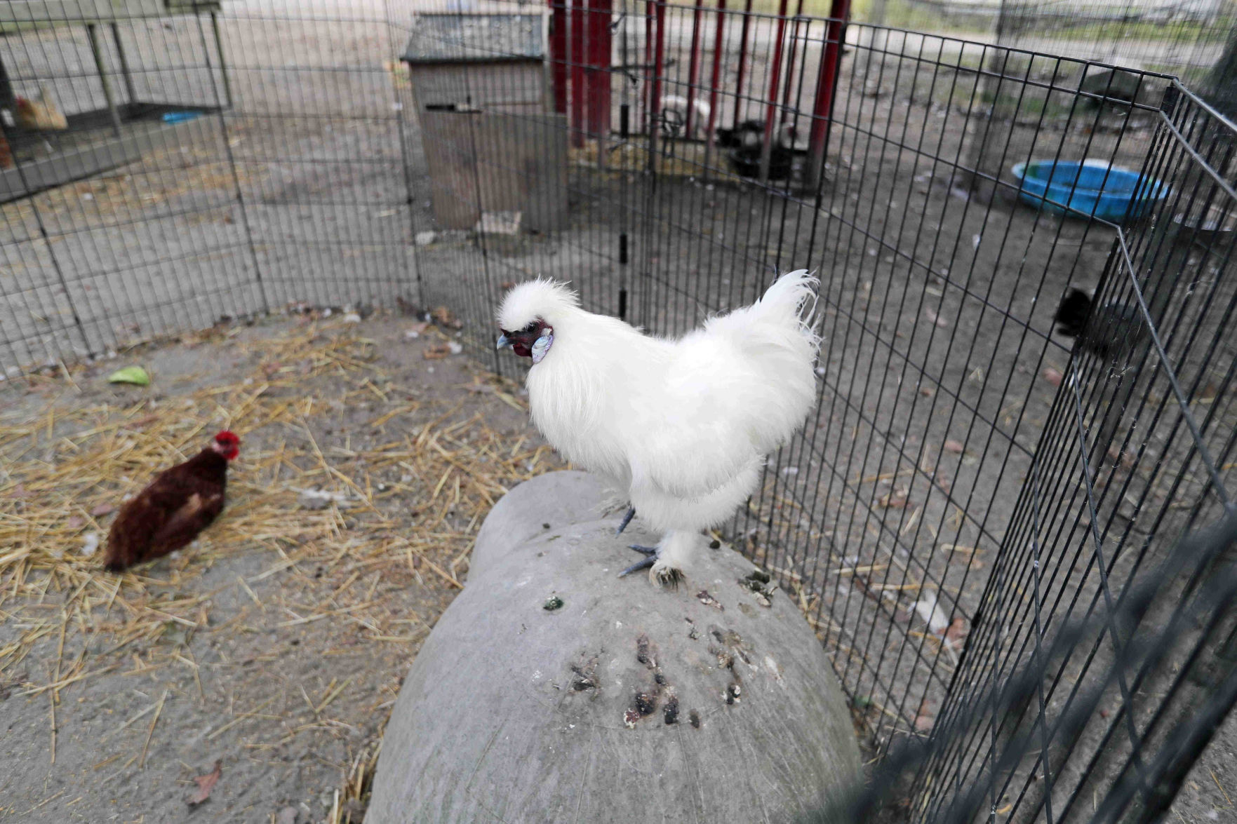 Funny Farm Rescue & Sanctuary